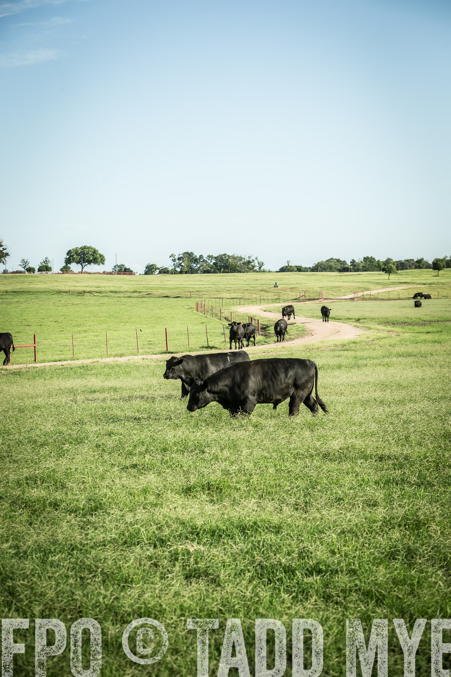 TMyers_CameronTX_June2014-2023