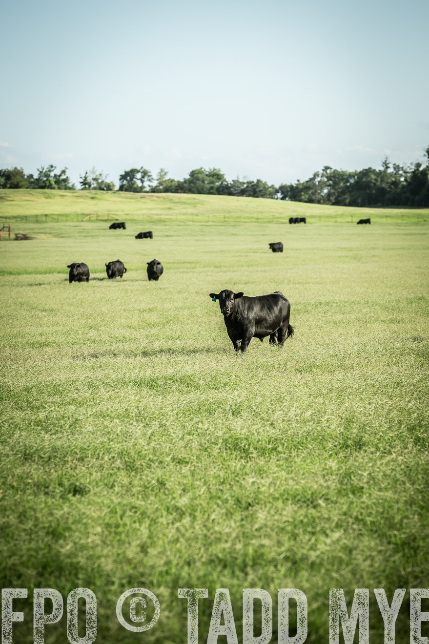 TMyers_CameronTX_June2014-2026
