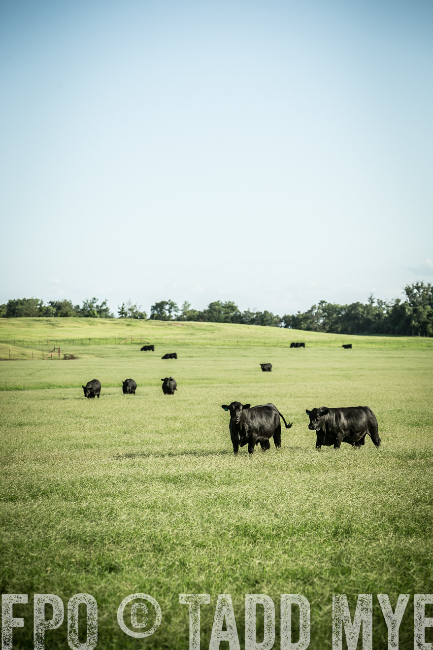 TMyers_CameronTX_June2014-2029