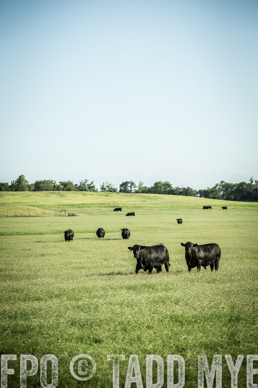 TMyers_CameronTX_June2014-2034