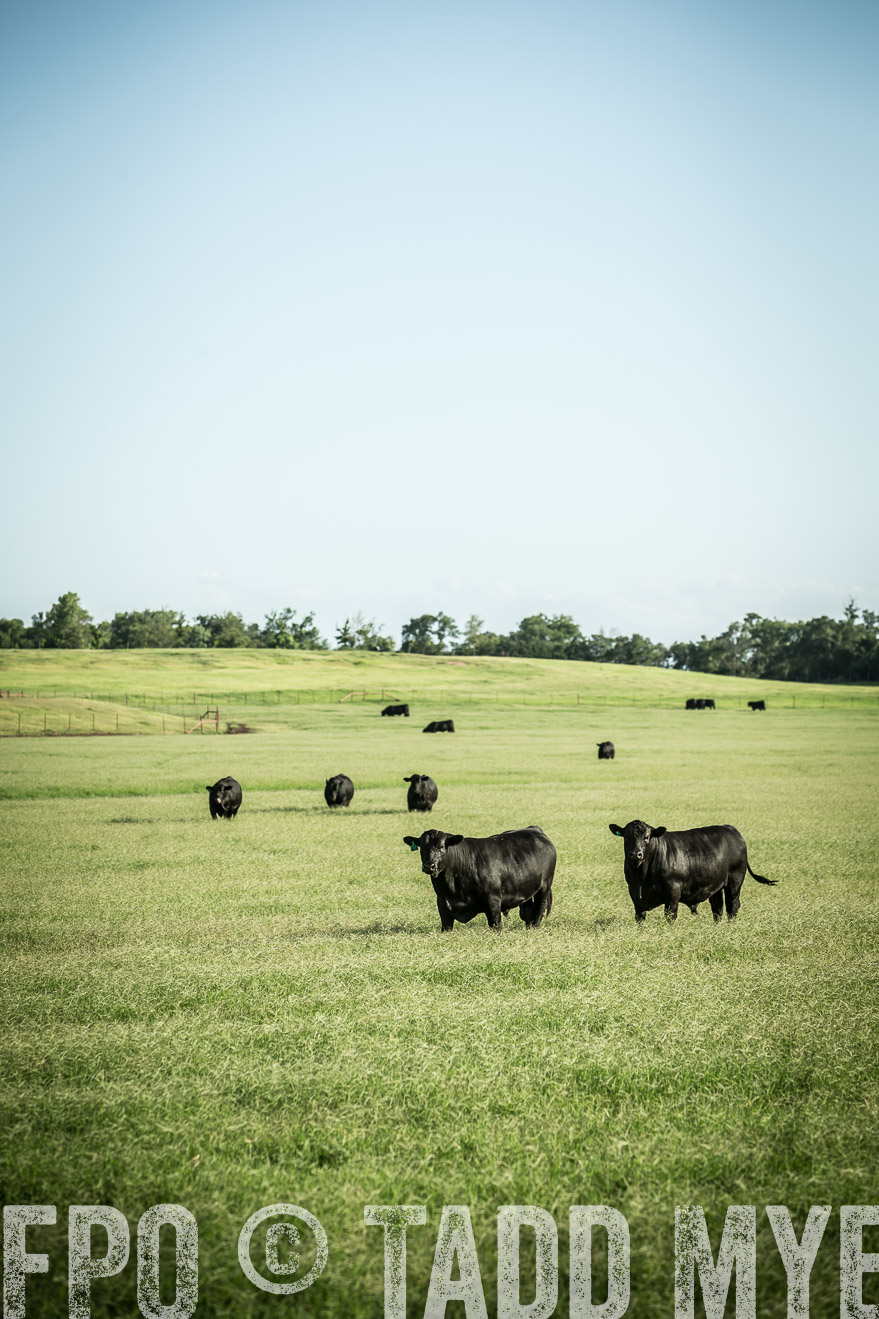 TMyers_CameronTX_June2014-2035