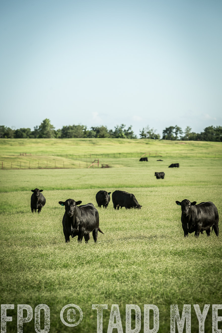 TMyers_CameronTX_June2014-2051