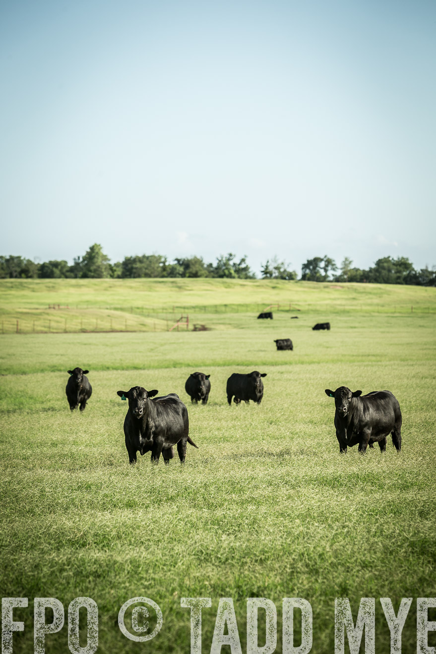 TMyers_CameronTX_June2014-2052