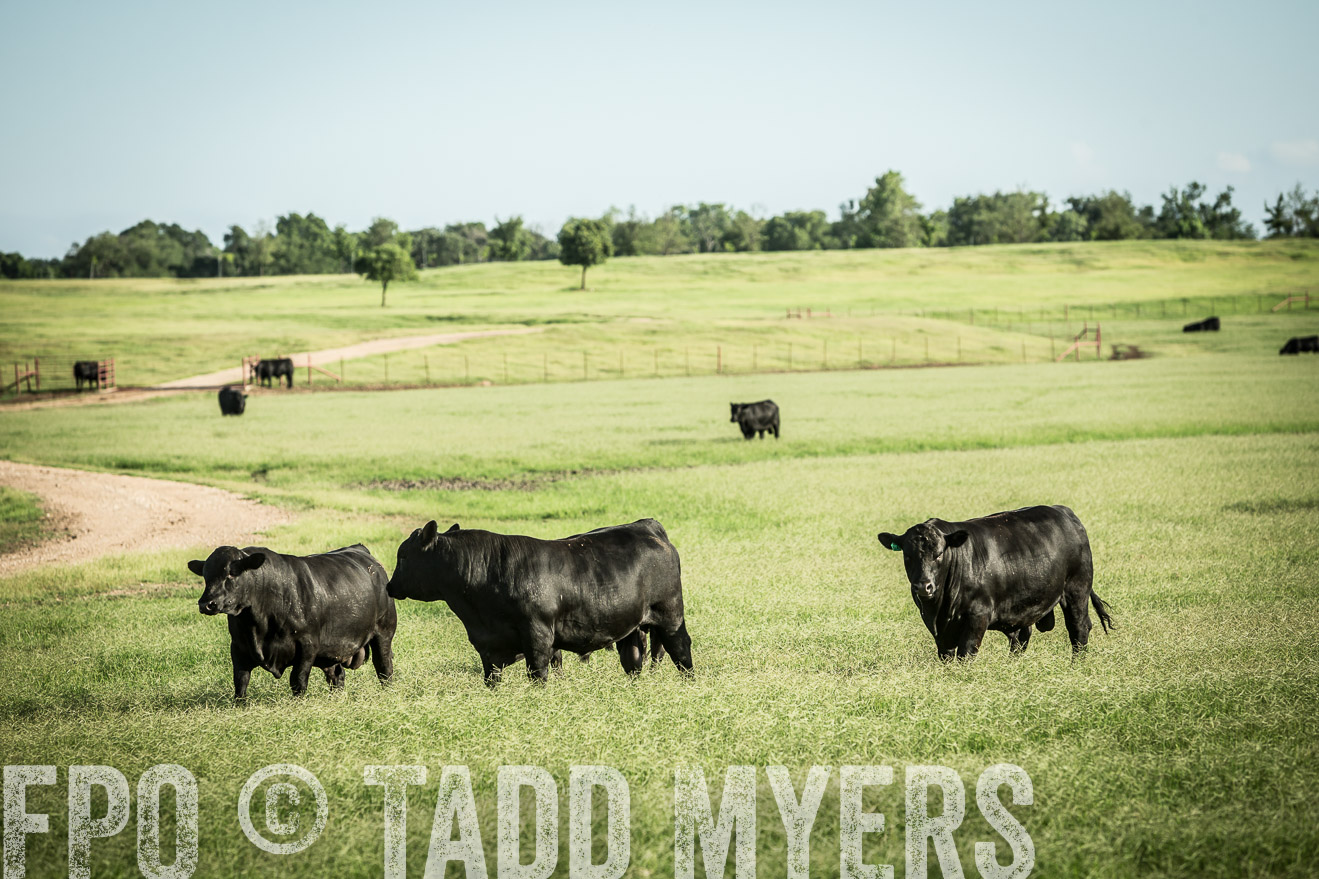 TMyers_CameronTX_June2014-2068