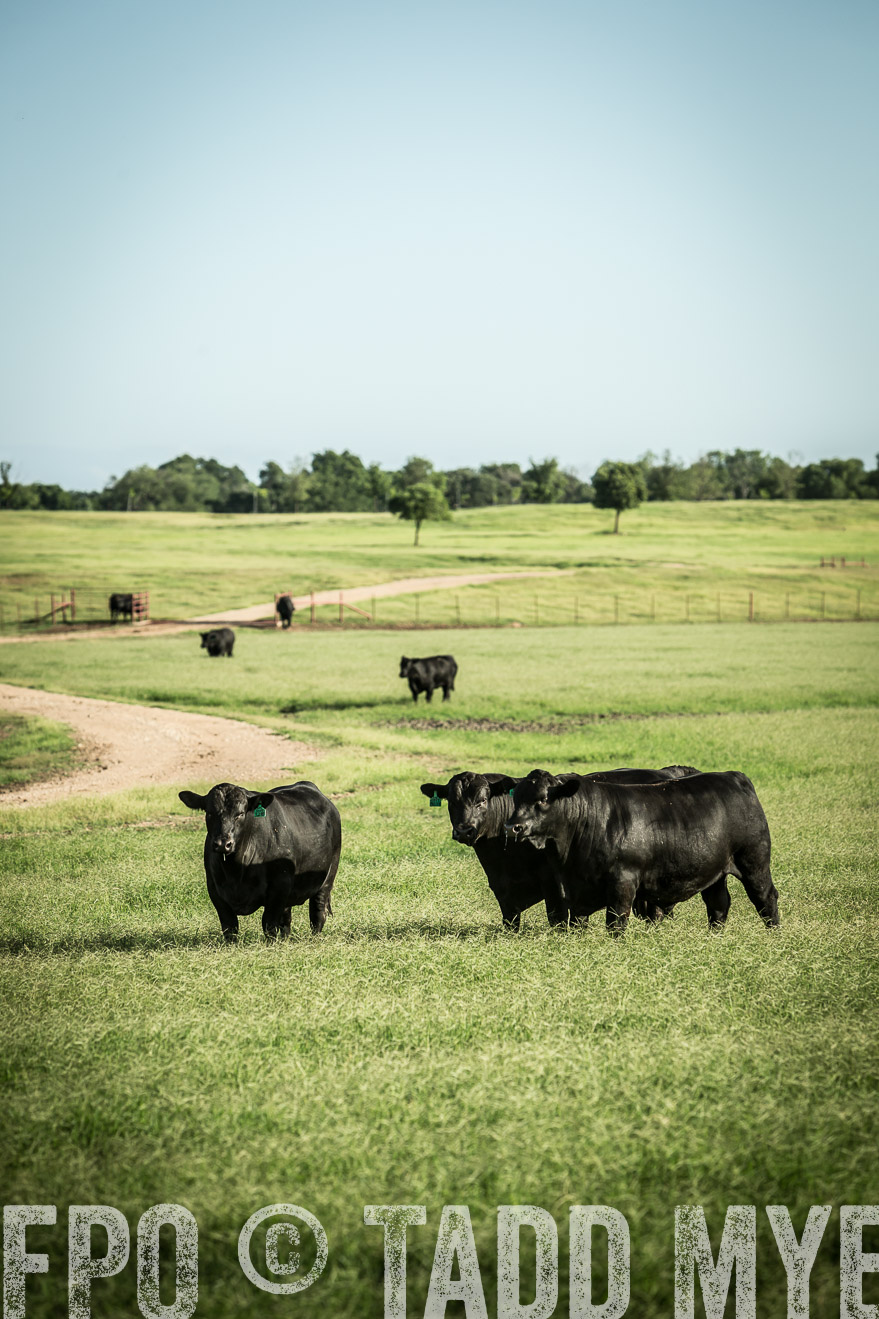 TMyers_CameronTX_June2014-2071