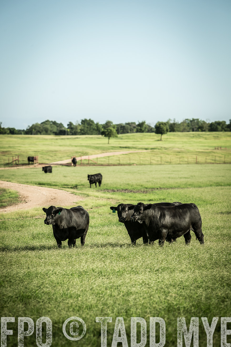 TMyers_CameronTX_June2014-2074