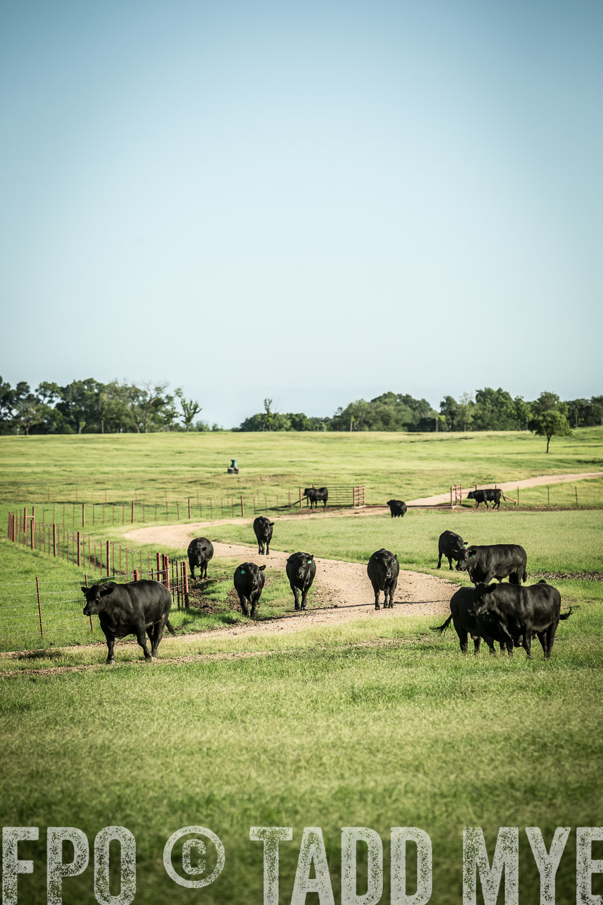 TMyers_CameronTX_June2014-2089