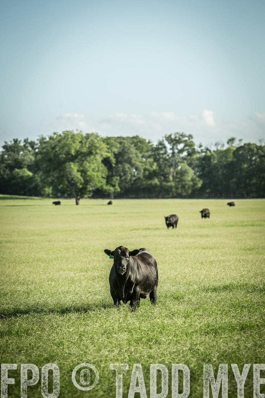 TMyers_CameronTX_June2014-2095