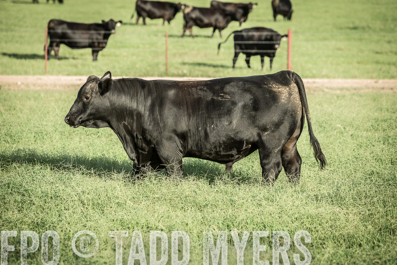 TMyers_CameronTX_June2014-2116