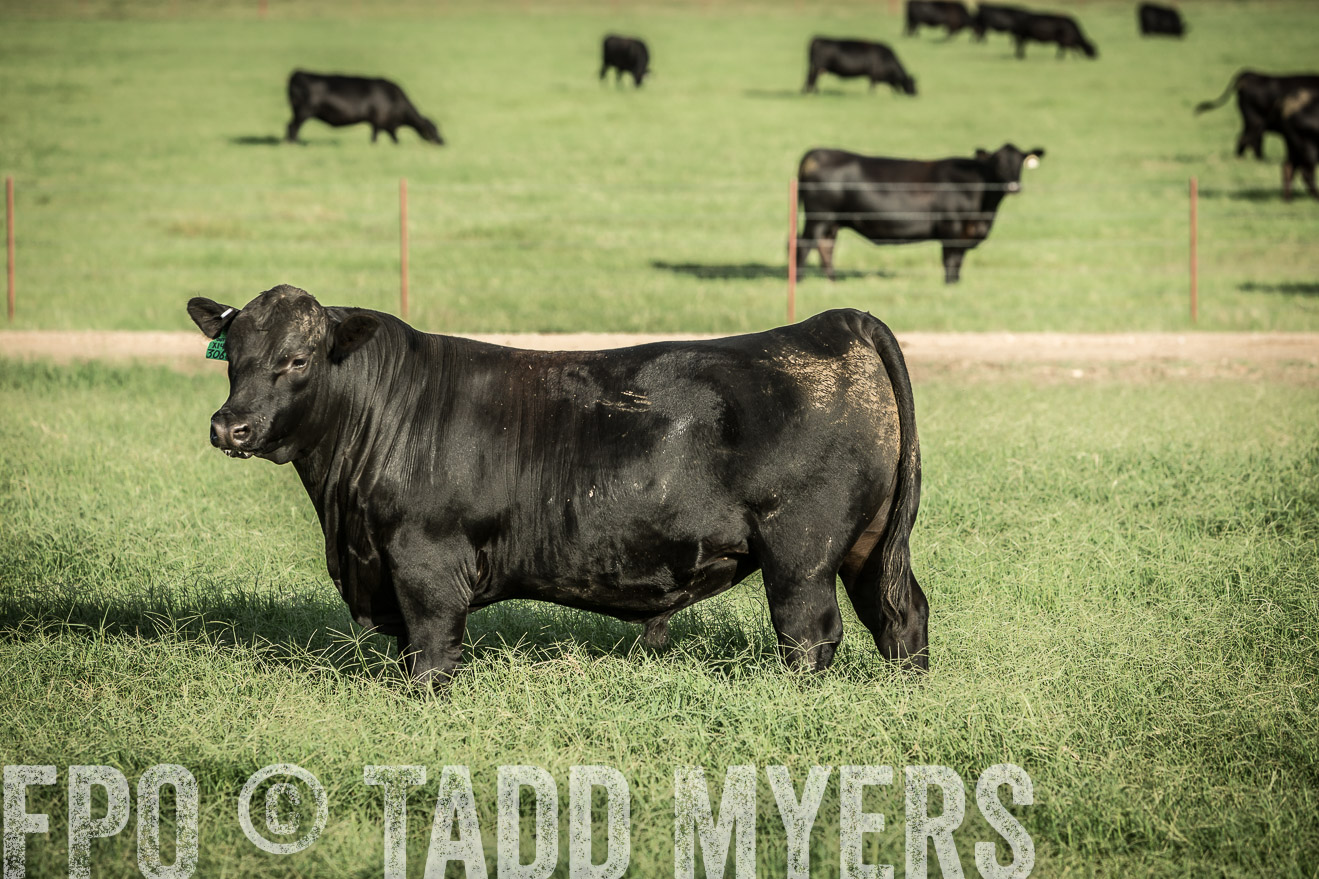 TMyers_CameronTX_June2014-2120