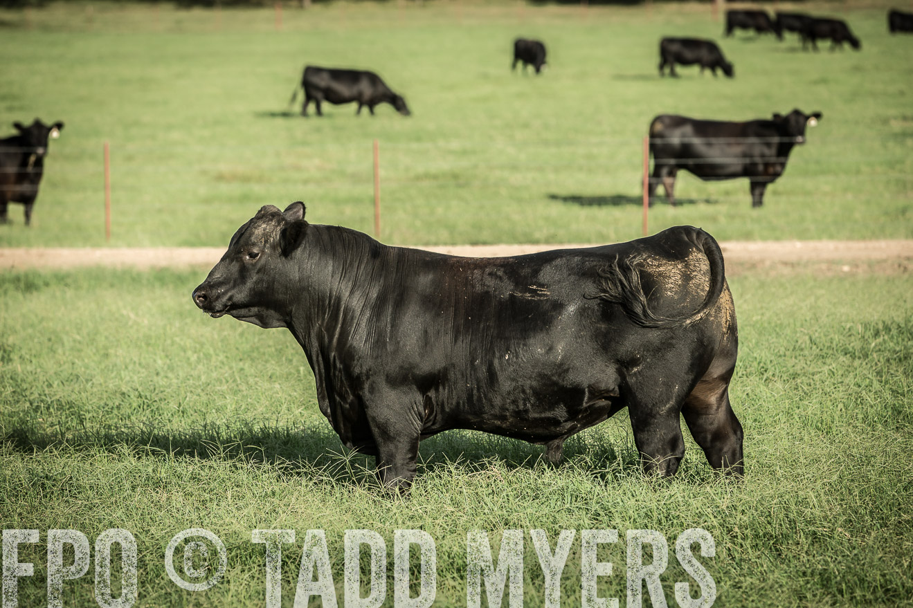 TMyers_CameronTX_June2014-2121