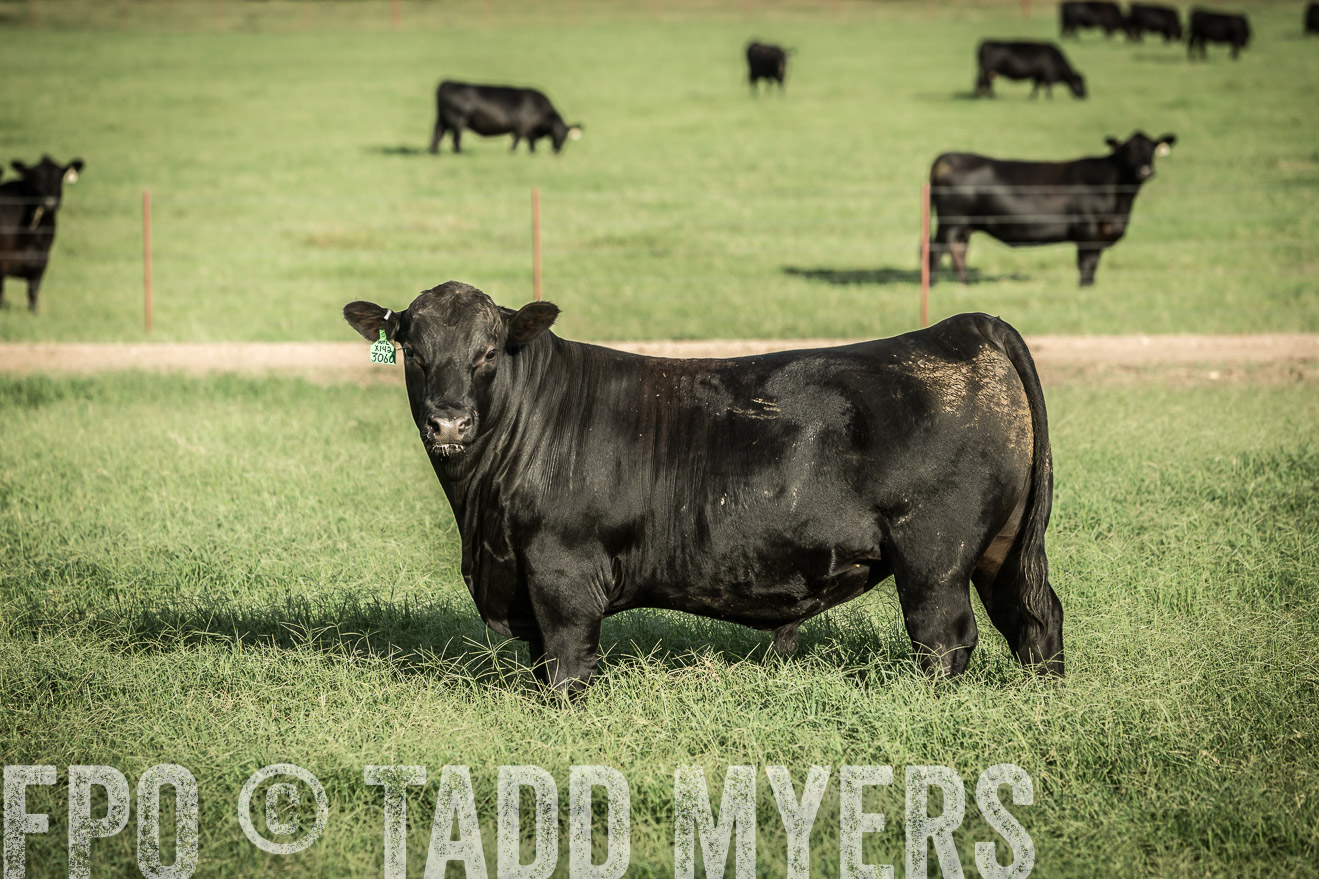 TMyers_CameronTX_June2014-2128