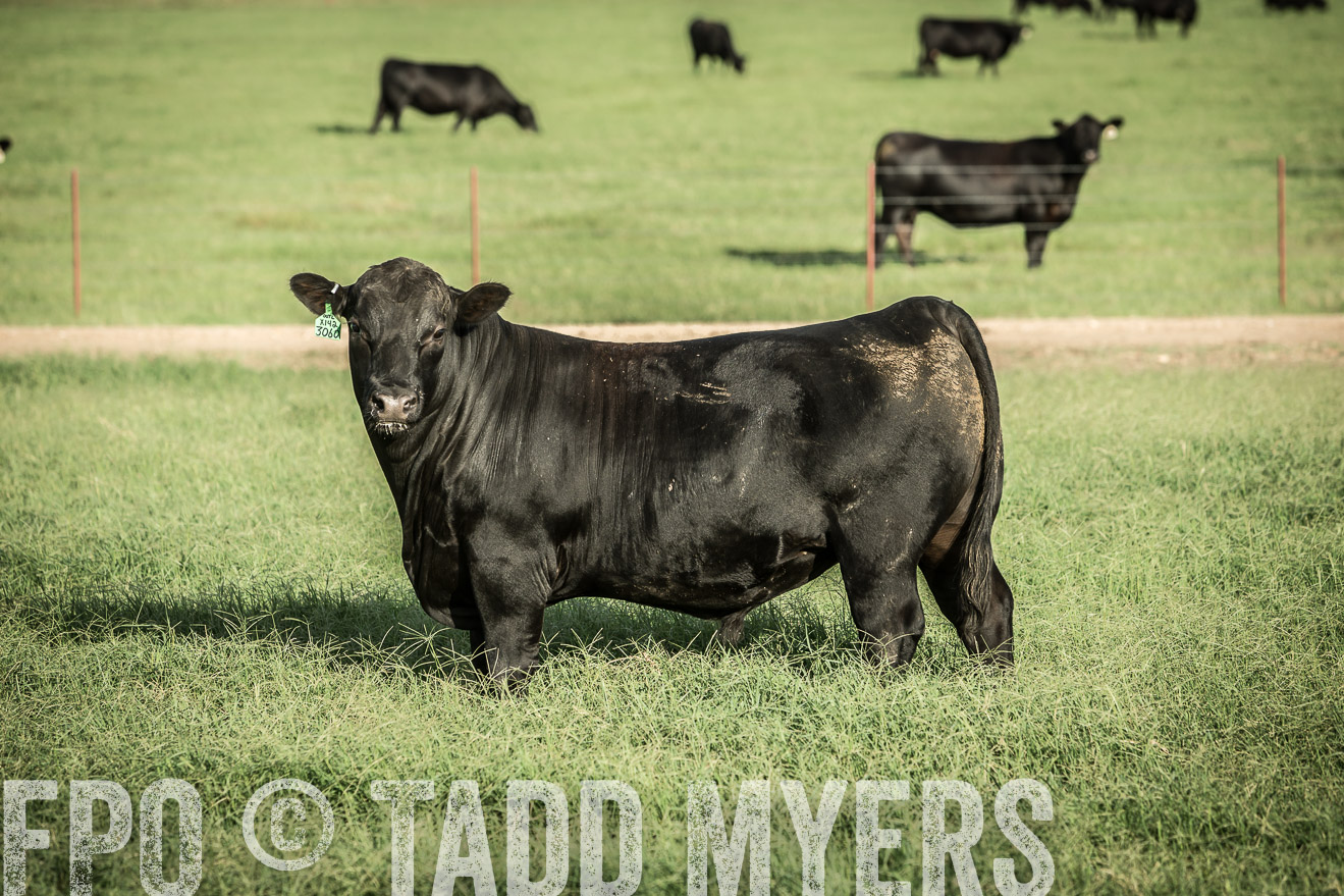 TMyers_CameronTX_June2014-2132