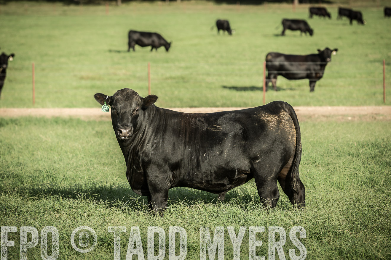 TMyers_CameronTX_June2014-2139