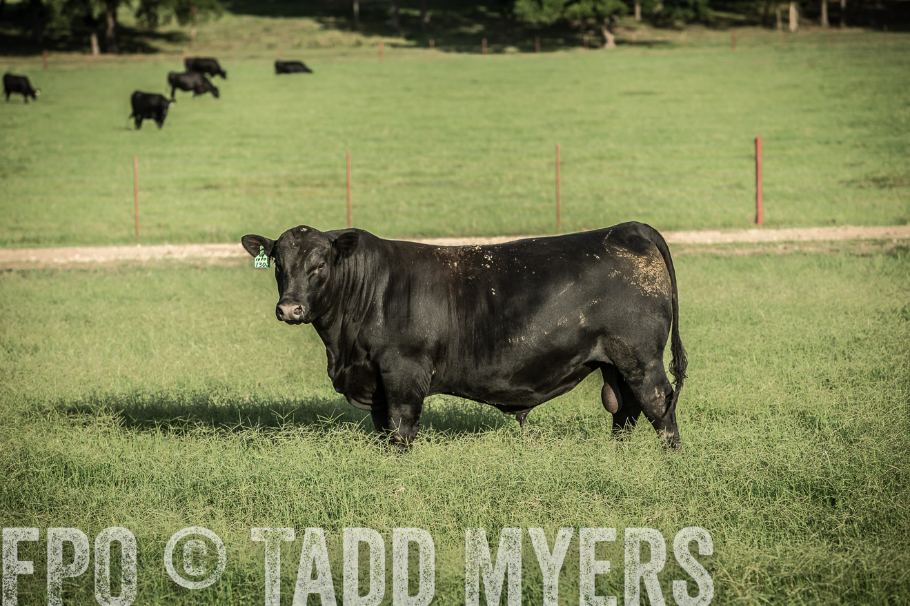 TMyers_CameronTX_June2014-2160