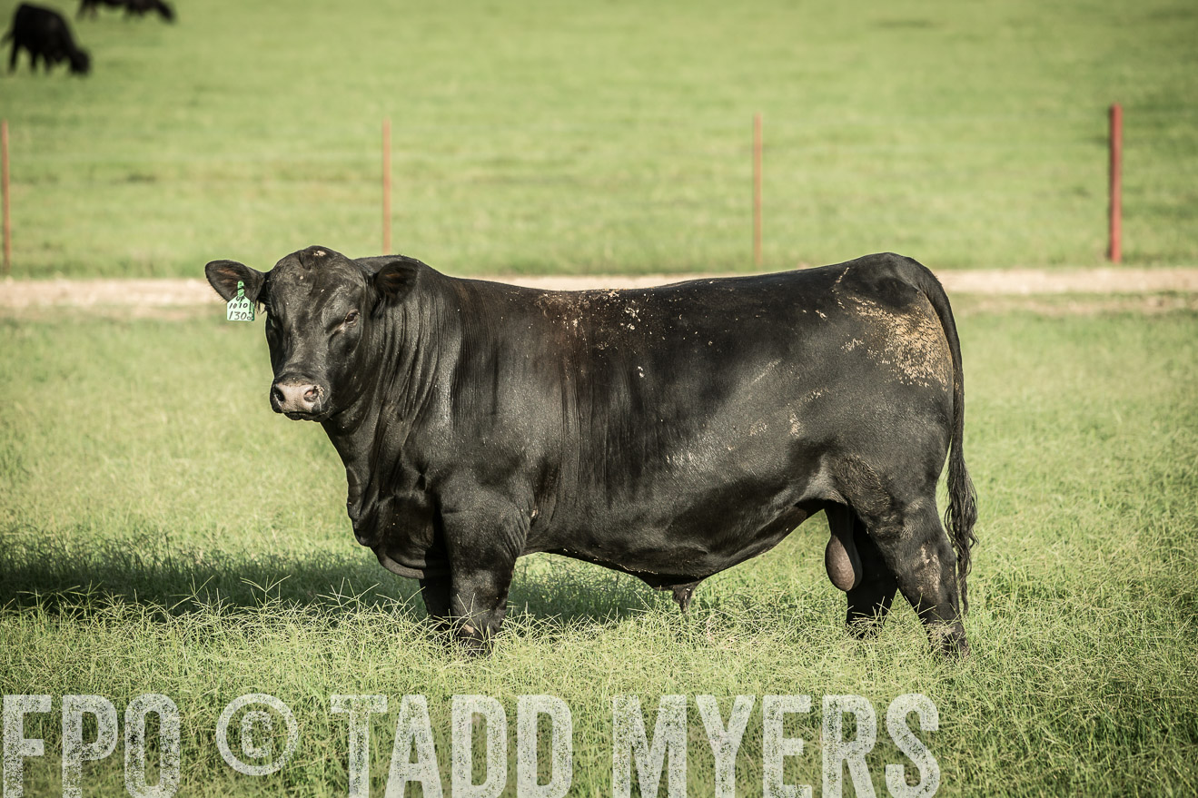 TMyers_CameronTX_June2014-2167