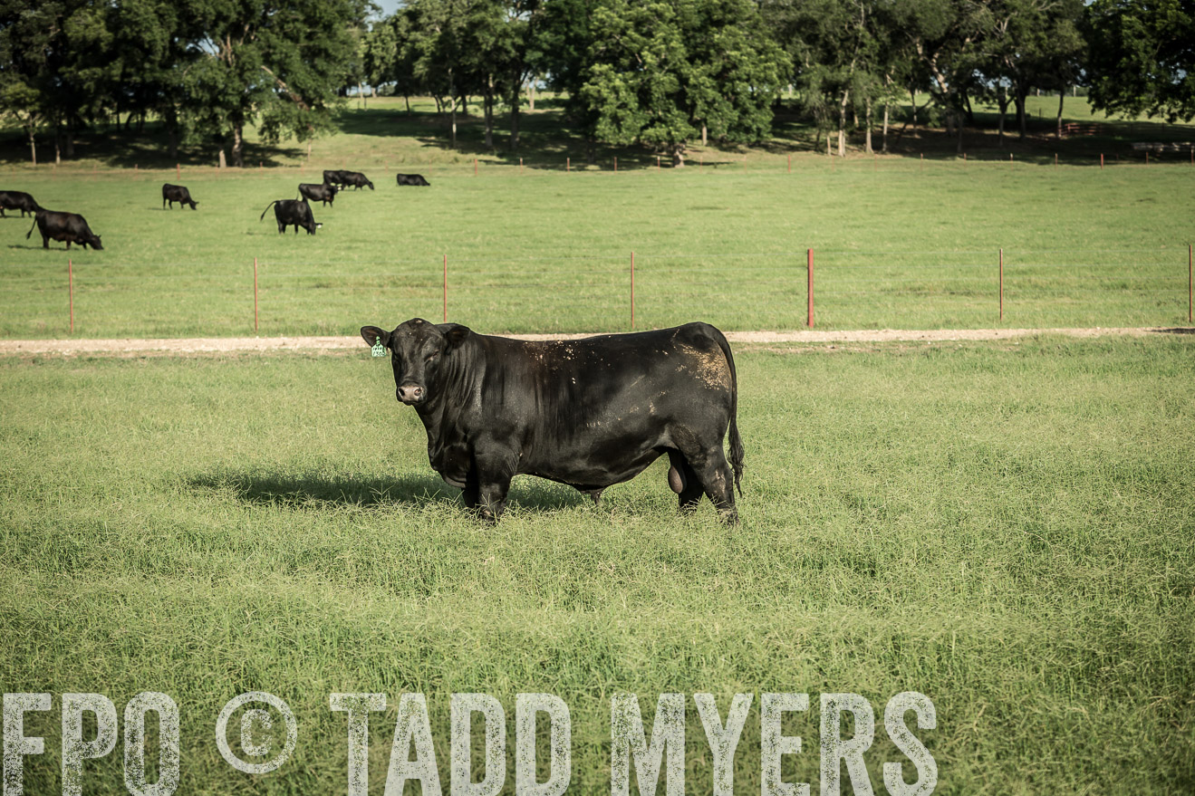 TMyers_CameronTX_June2014-2177