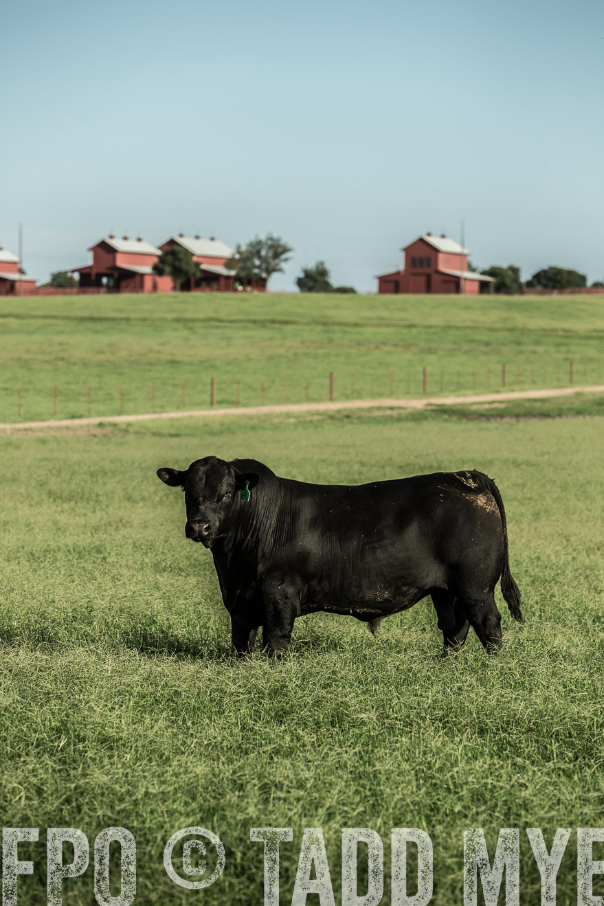 TMyers_CameronTX_June2014-2183
