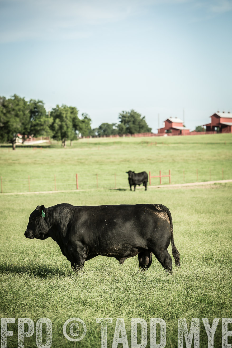 TMyers_CameronTX_June2014-2187