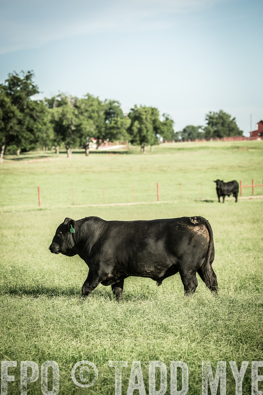 TMyers_CameronTX_June2014-2189