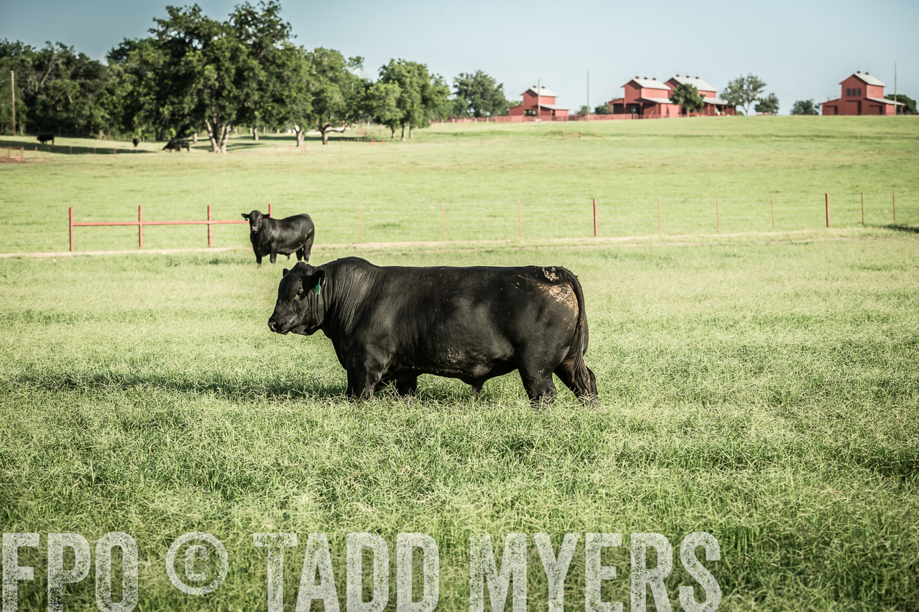 TMyers_CameronTX_June2014-2193