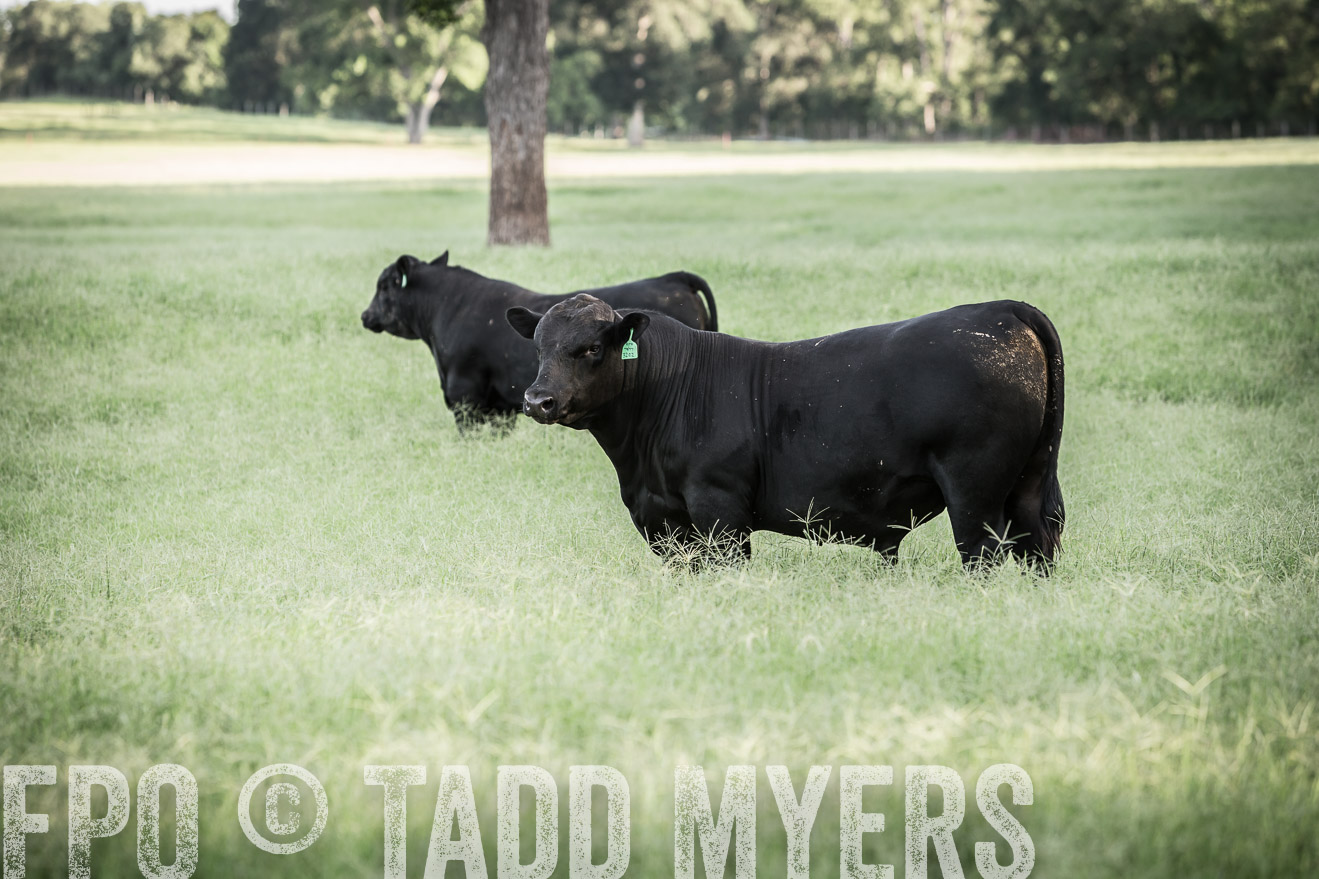 TMyers_CameronTX_June2014-2228
