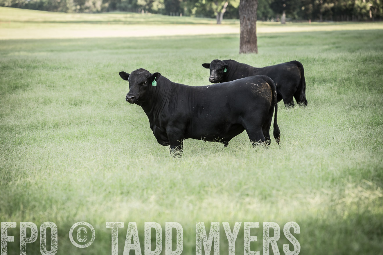 TMyers_CameronTX_June2014-2233