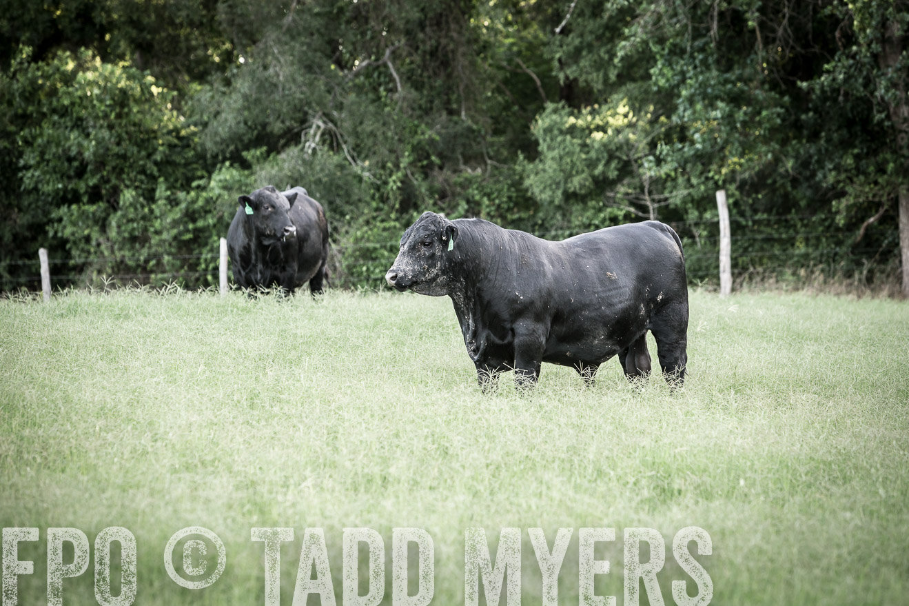 TMyers_CameronTX_June2014-2246
