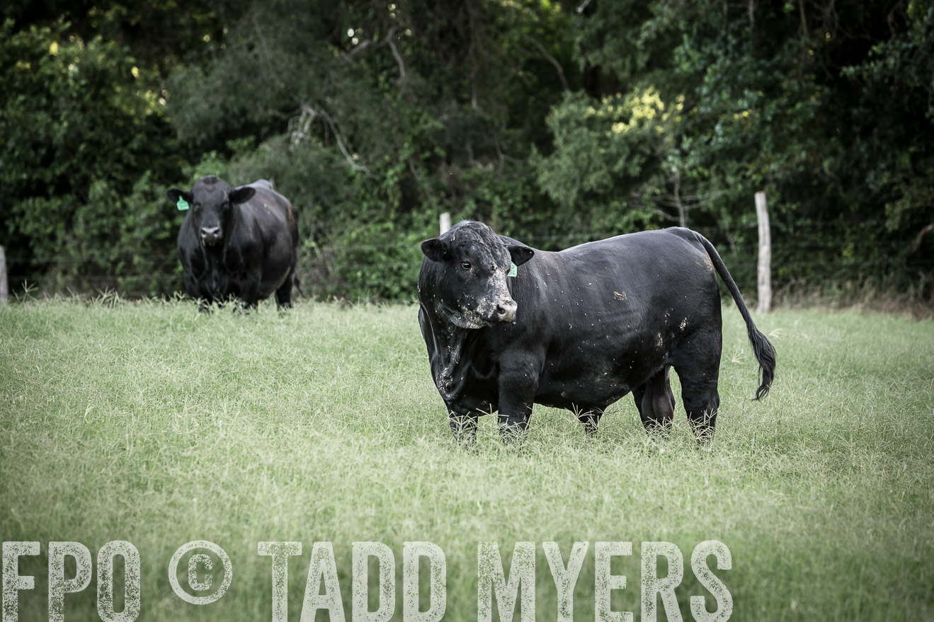 TMyers_CameronTX_June2014-2250