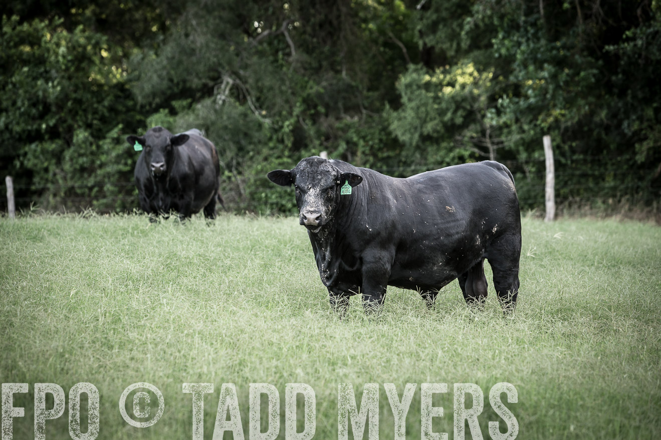 TMyers_CameronTX_June2014-2253