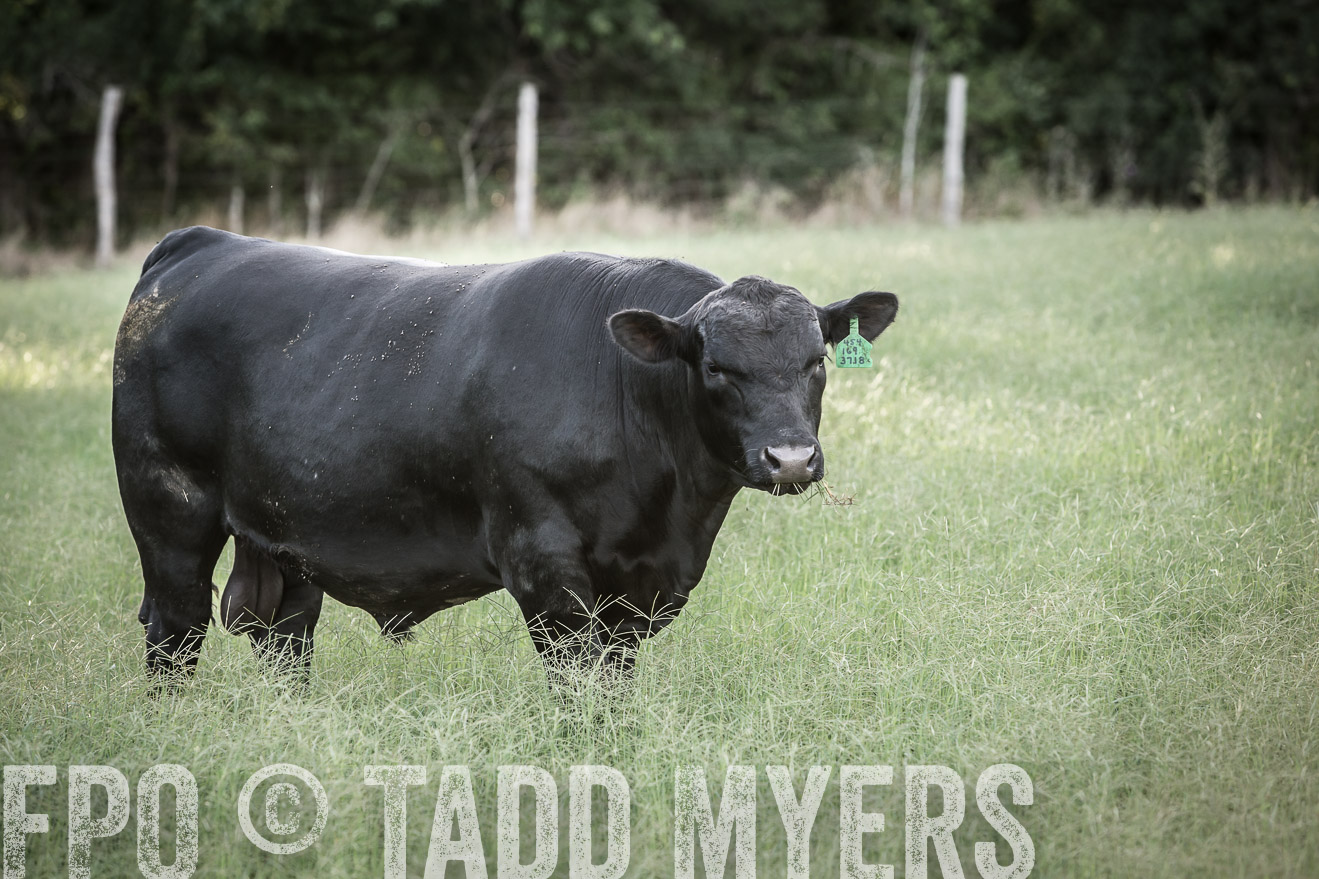 TMyers_CameronTX_June2014-2258