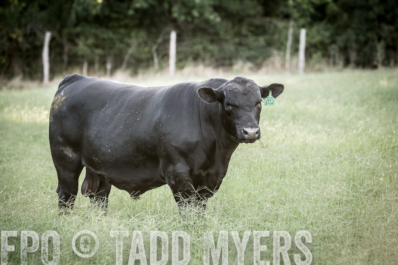 TMyers_CameronTX_June2014-2266