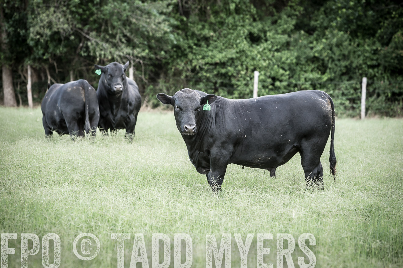 TMyers_CameronTX_June2014-2271