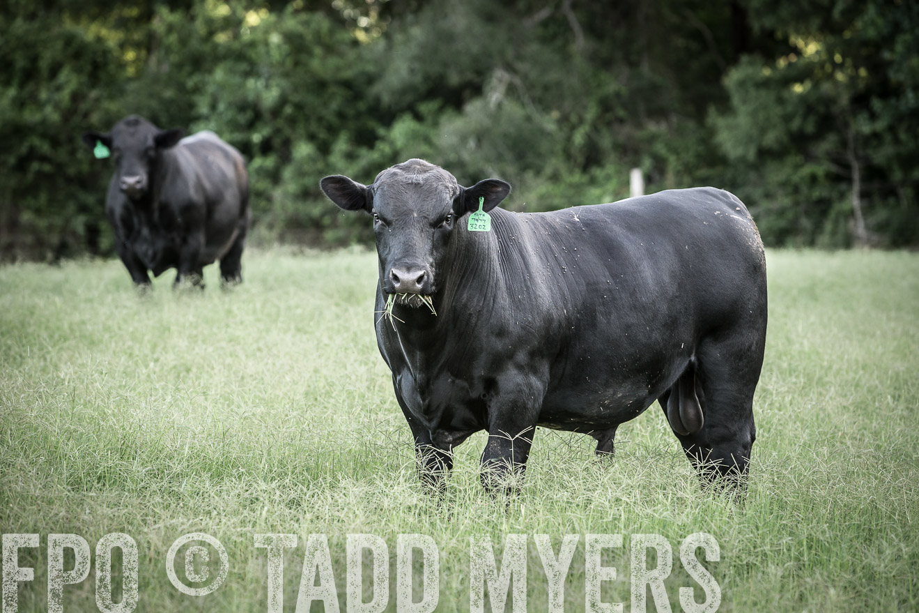 TMyers_CameronTX_June2014-2287