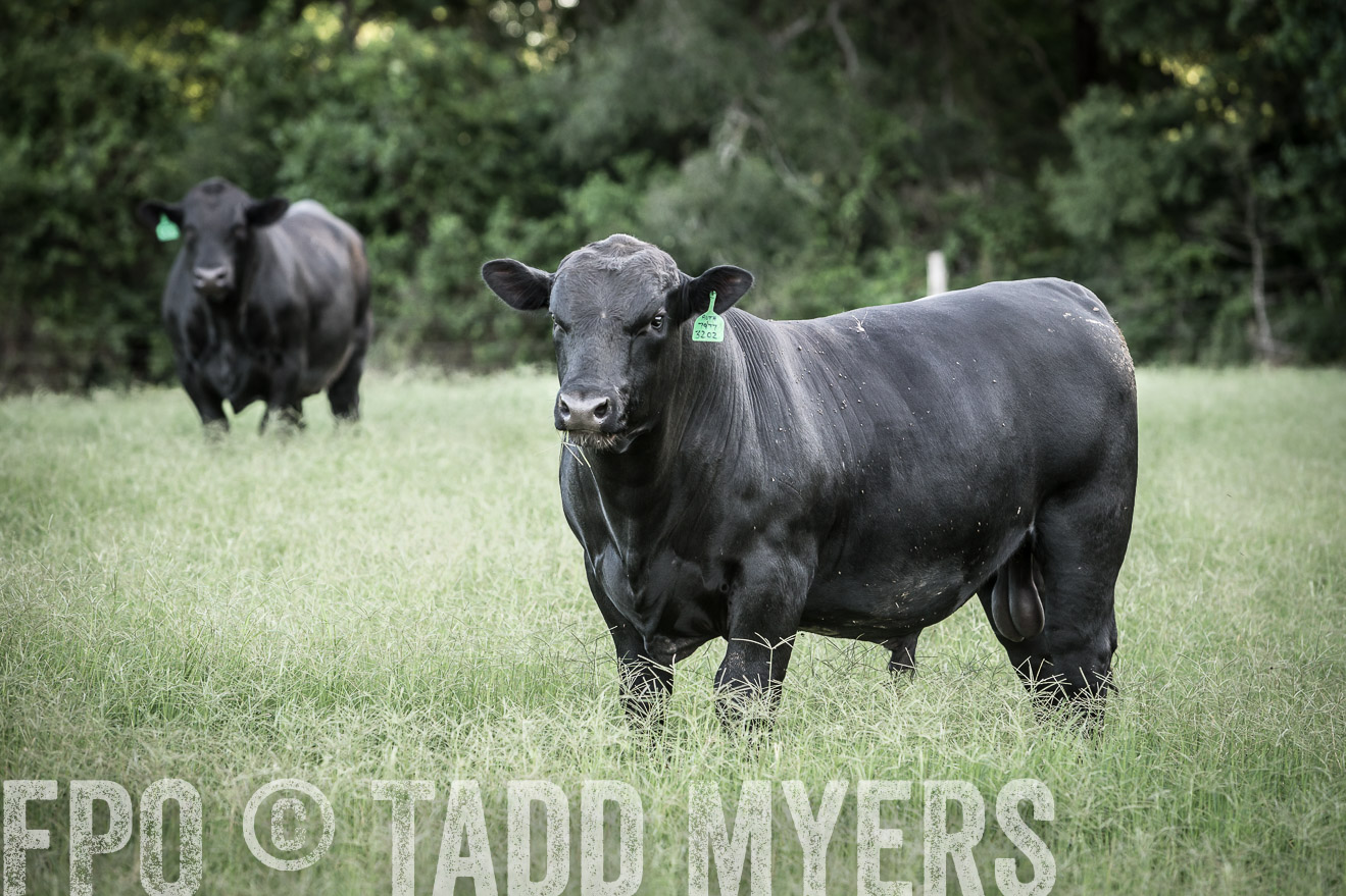 TMyers_CameronTX_June2014-2294
