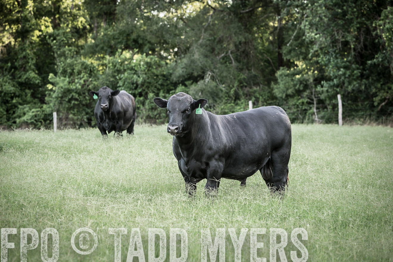 TMyers_CameronTX_June2014-2301