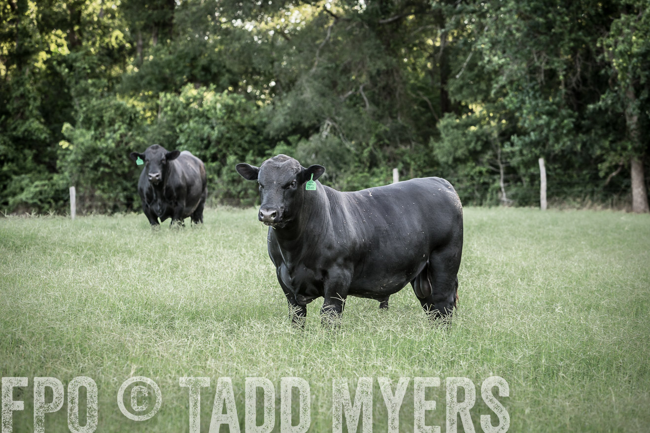 TMyers_CameronTX_June2014-2303