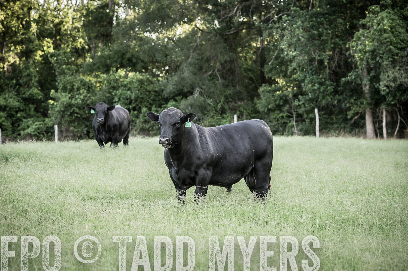 TMyers_CameronTX_June2014-2307