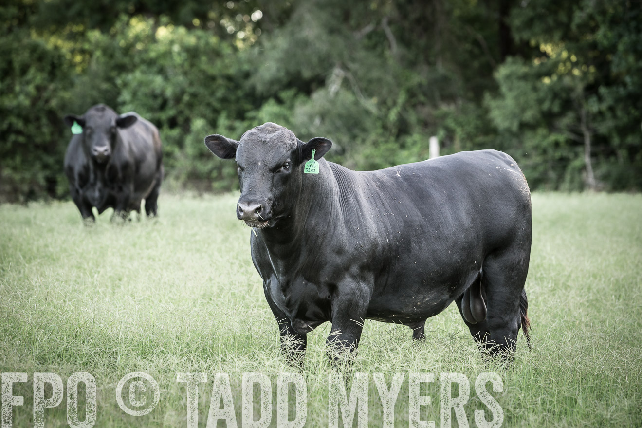 TMyers_CameronTX_June2014-2312