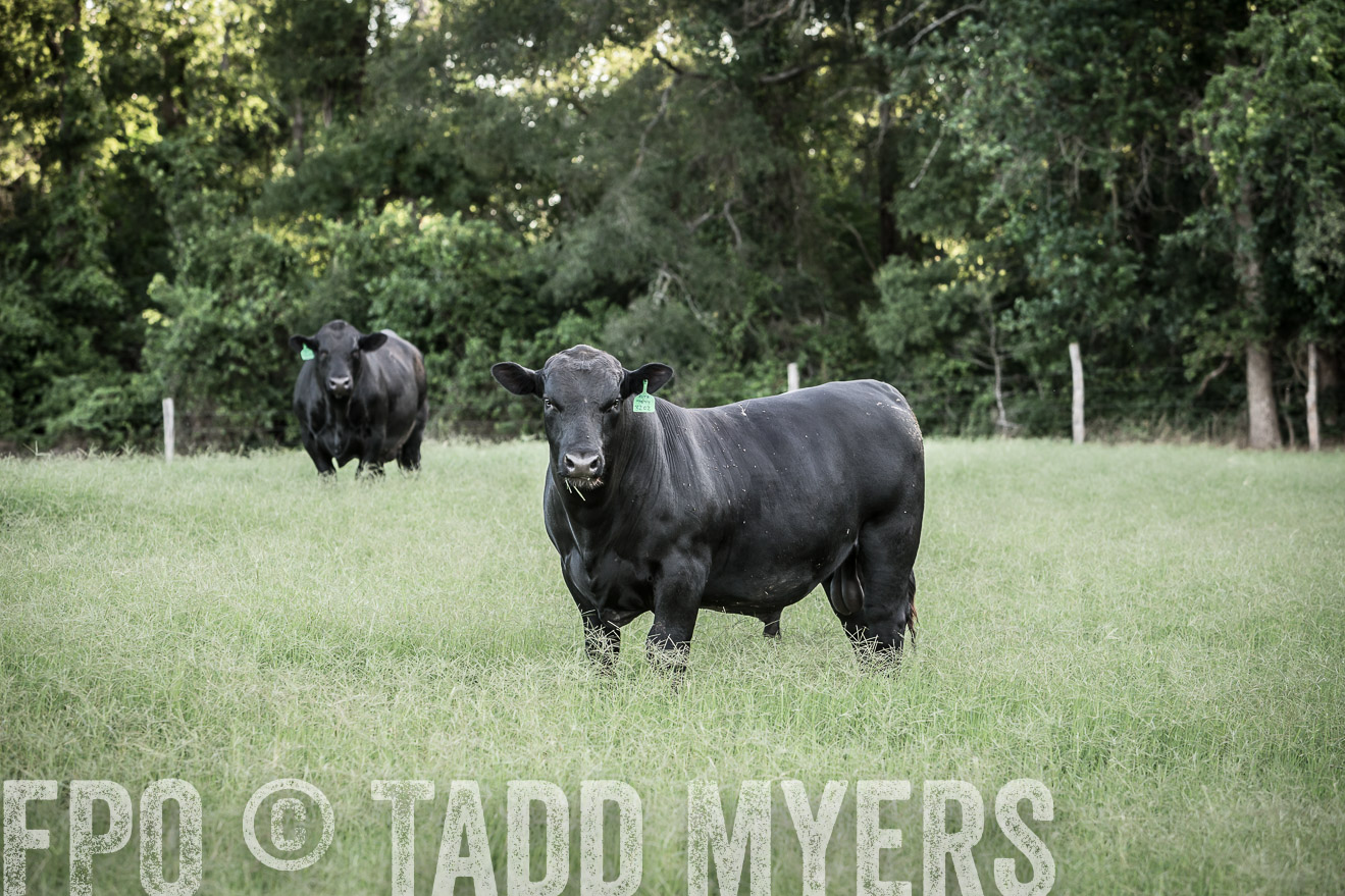 TMyers_CameronTX_June2014-2313