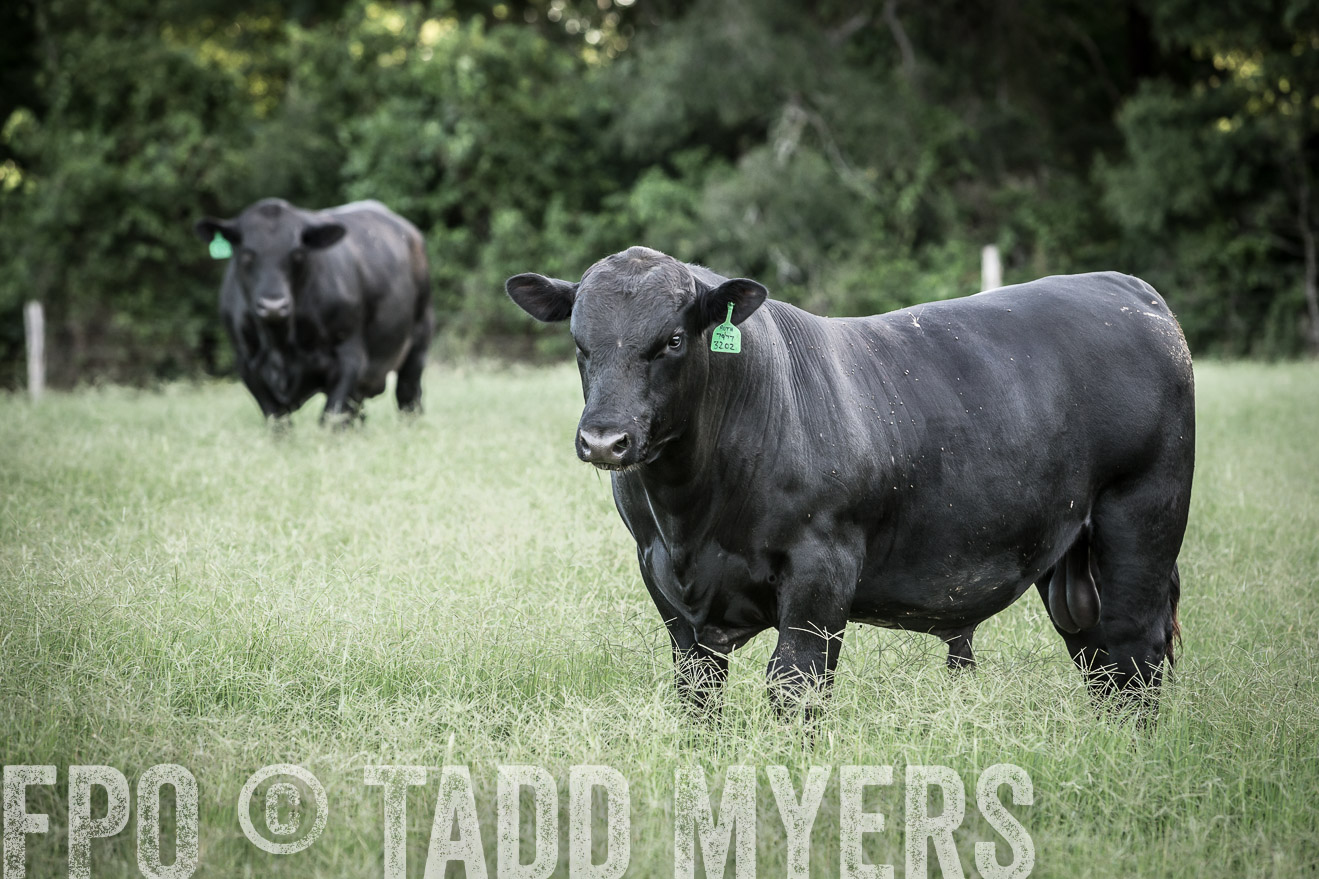 TMyers_CameronTX_June2014-2320