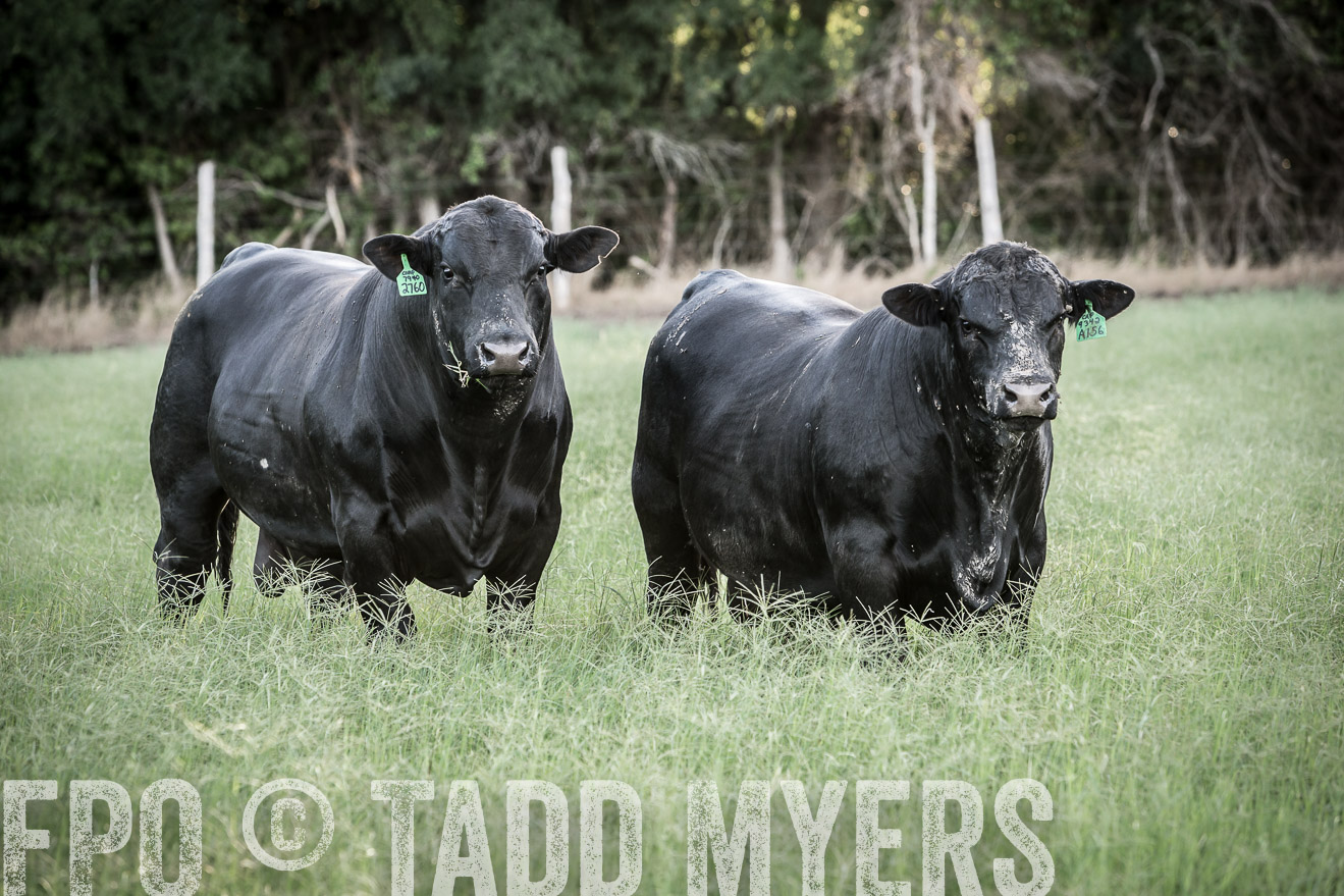 TMyers_CameronTX_June2014-2323