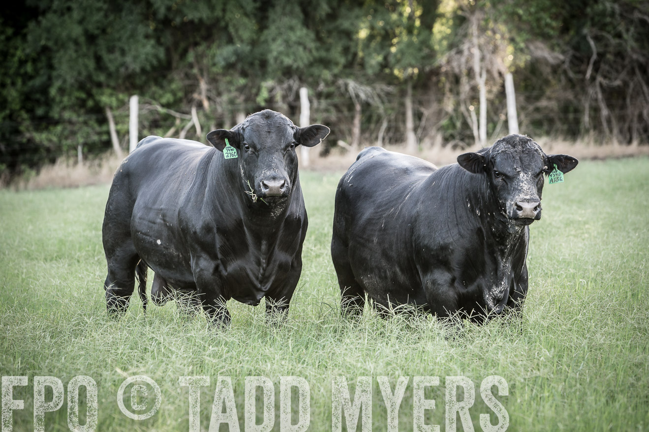 TMyers_CameronTX_June2014-2325