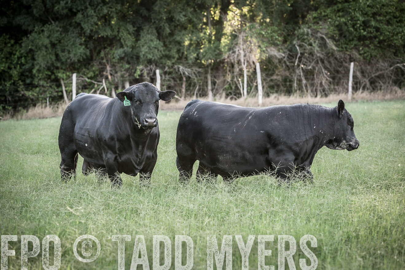 TMyers_CameronTX_June2014-2328