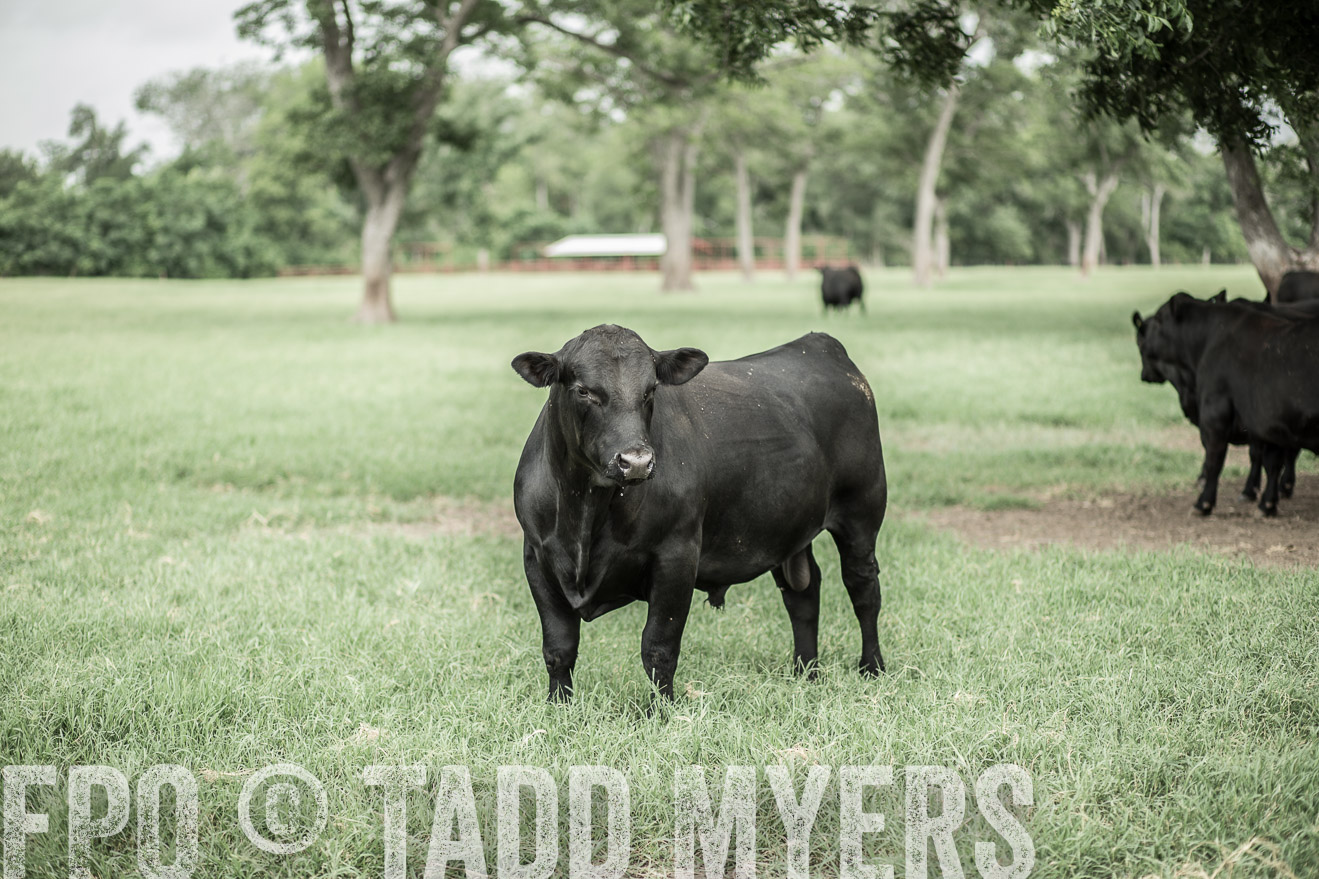TMyers_CameronTX_June2014-8174