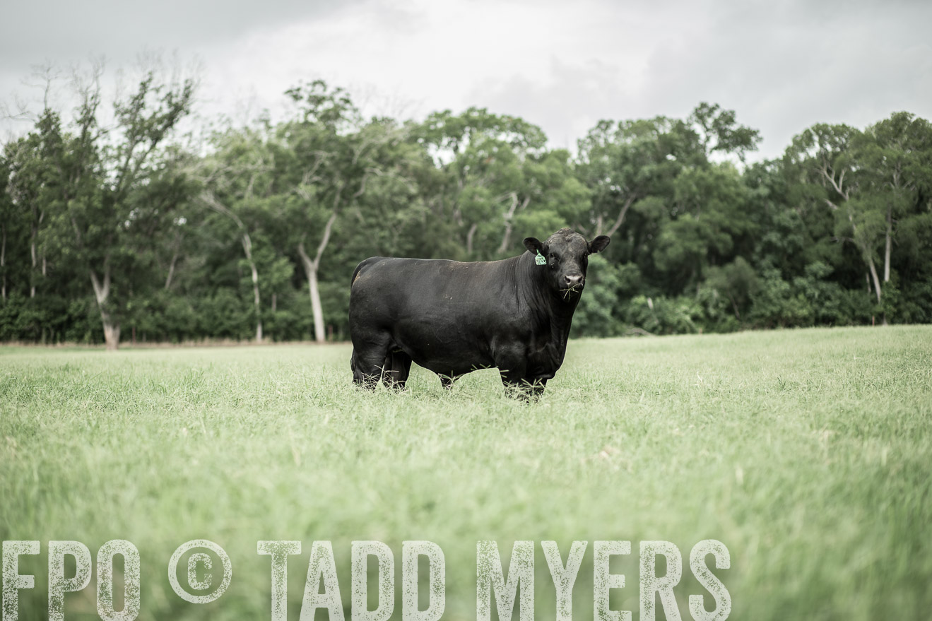 TMyers_CameronTX_June2014-8205