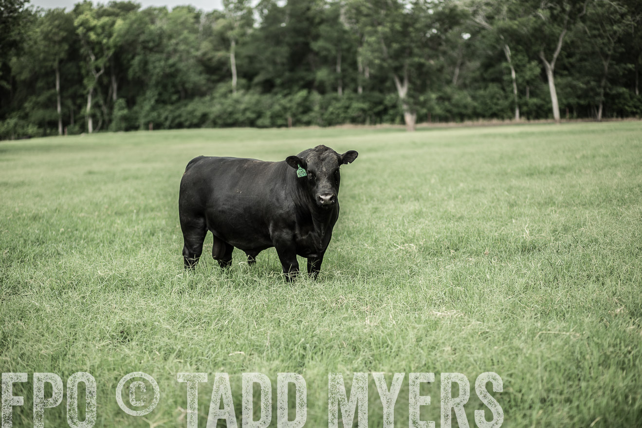 TMyers_CameronTX_June2014-8211