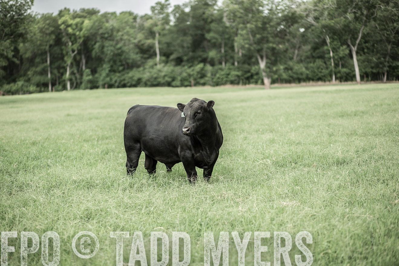 TMyers_CameronTX_June2014-8213