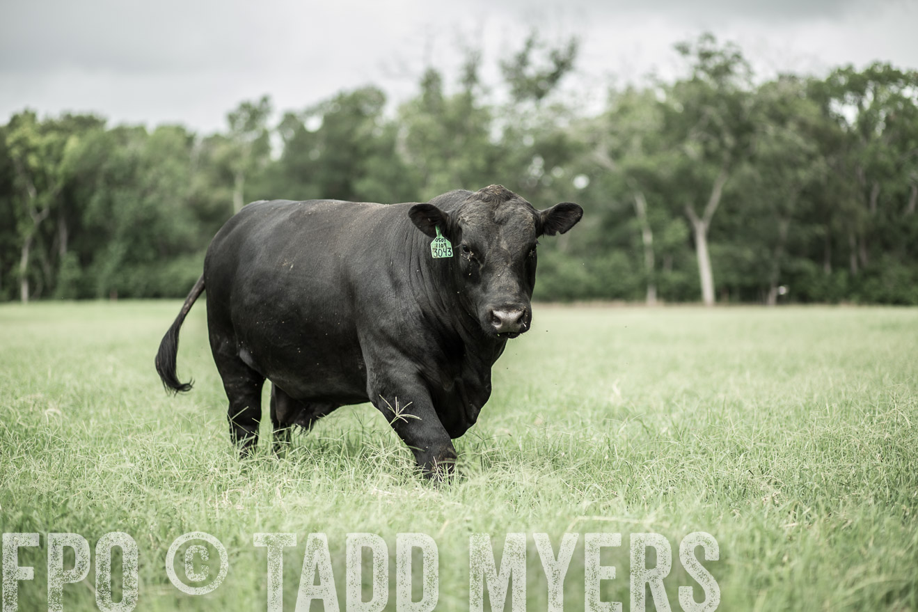 TMyers_CameronTX_June2014-8218