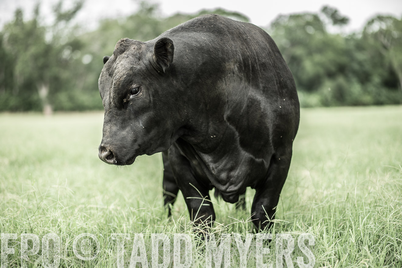 TMyers_CameronTX_June2014-8244